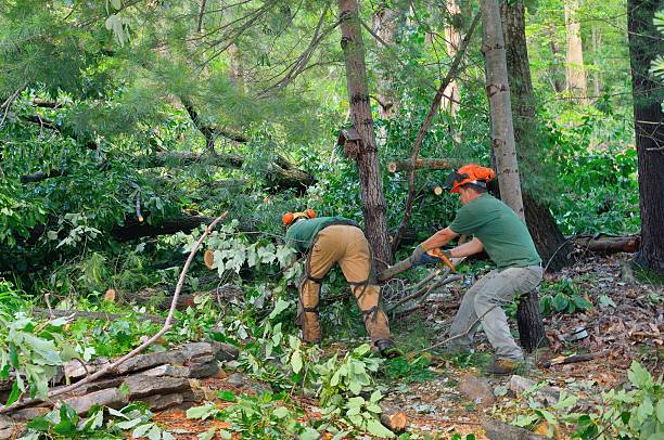 The Steps Involved in Our Tree Care Process in Millbrae, CA